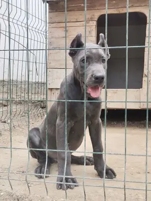 TRAKYA KÖPEK ÇİFLİĞİ VE PET PANSİYON