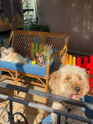 Patianne köpek eğitim merkezi & bursa köpek eğitim merkezi