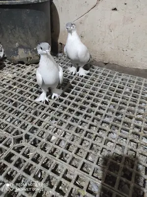 Kuşçu büyük usta