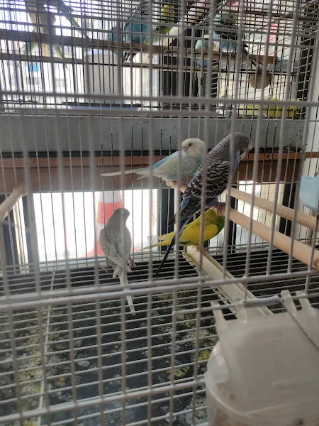 Şampiyon Pet Shop El Yapimi Ahşap Kafes foto 1