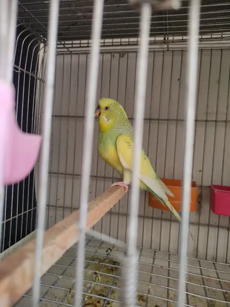 Şampiyon Pet Shop El Yapimi Ahşap Kafes foto 2