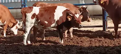 Canbolat hayvancılık