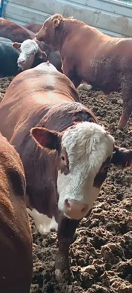 Canbolat hayvancılık foto 2
