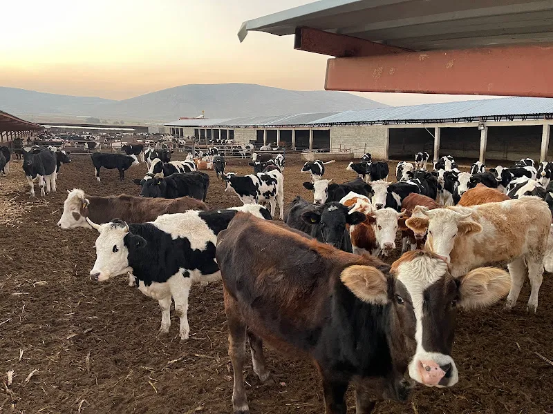 Bağ çiftlik foto 2
