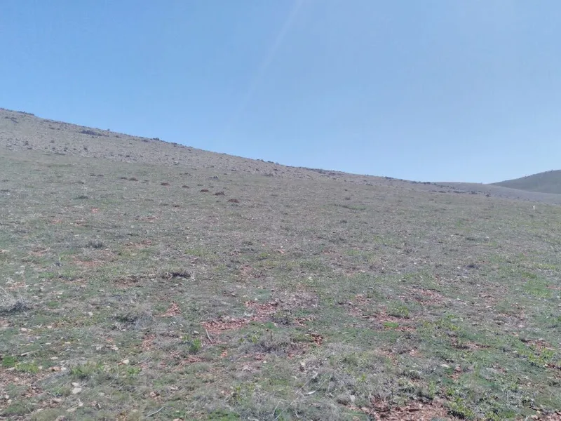 Beyşehir kaz ördek foto 1