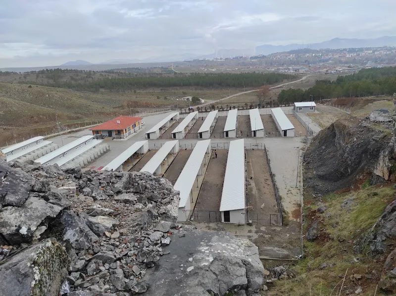 Beyşehir kaz ördek foto 2