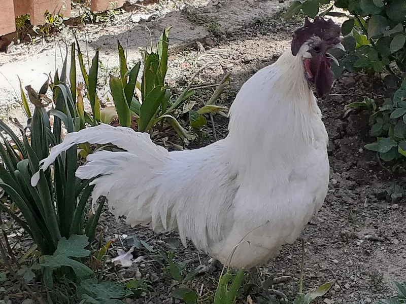Doğa Kanatlı Hayvancılik foto 1