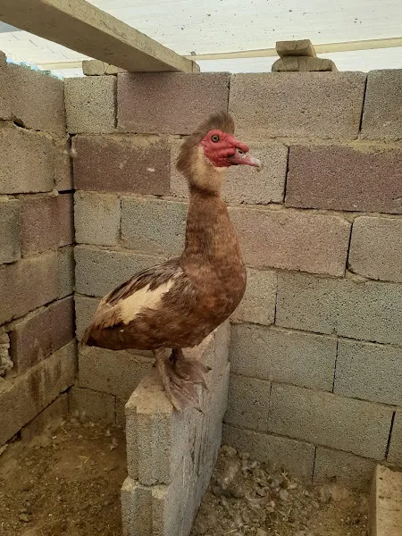 Doğa Kanatlı Hayvancılik foto 2
