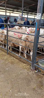 Hayvan Pazarı