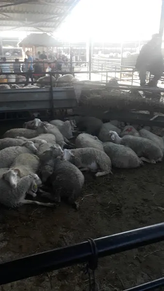 Hayvan Pazarı foto 2