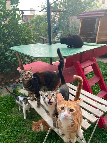 Zeus kedi oteli foto 2