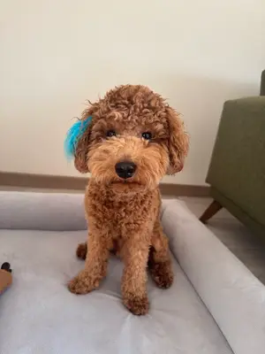 Pablo köpek koleji Hazel Karadeniz fotoğrafı