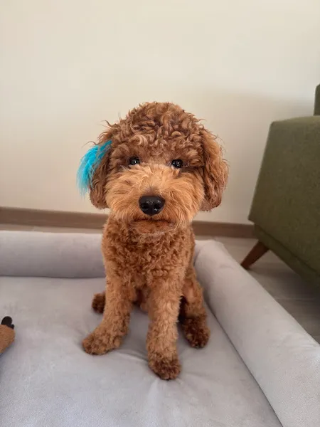 Pablo köpek koleji Hazel Karadeniz foto 1