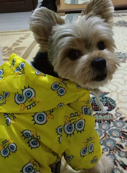 Pablo köpek koleji Hazel Karadeniz foto 2