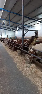 Hacı Usta Besi Çiftliği