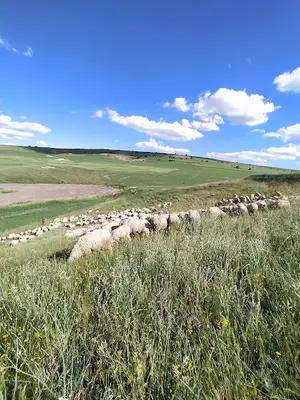 Alaaddin Duyar küçükbaş hayvancılık fotoğrafı