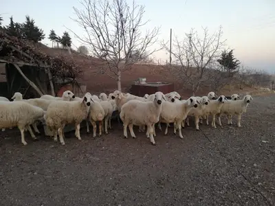 KORKMAZLAR BESİ ÇİFTLİĞİ