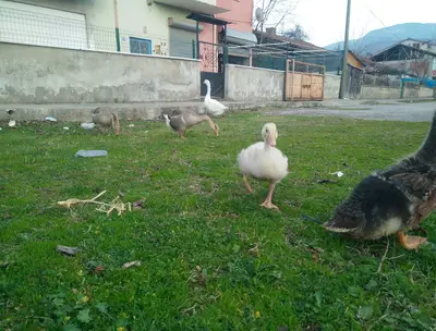 "Goose Life" Kaz Tavuk yetiştiriciliği