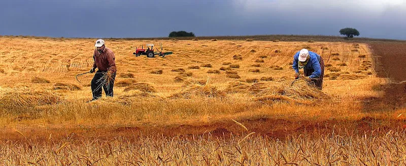Güneysınır Gıda Tarım Ve Hayvancılık Müdürlüğü foto 1
