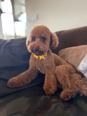 petshop fotoğrafı