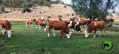 Afyon Kurbanlık - Yörükoğlu Hayvan Çiftliği