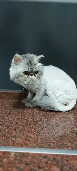 MyPet Veteriner Kliniği foto 1