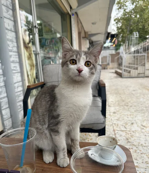 Ares Veteriner Kliniği foto 1