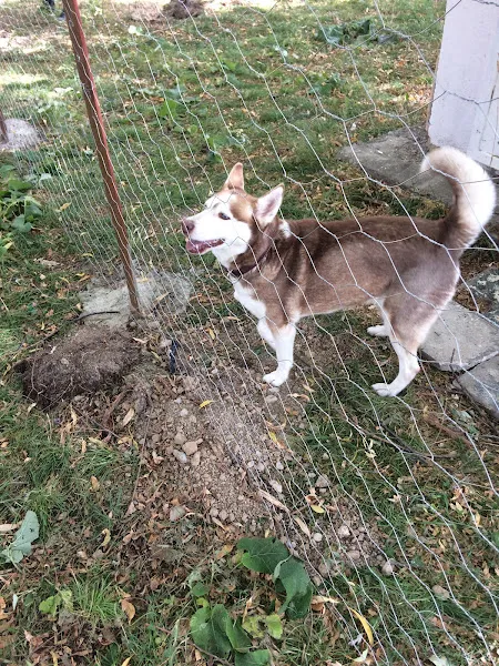 Ares Veteriner Kliniği foto 2
