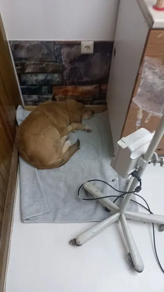 Cat & Dog Veteriner Kliniği foto 2