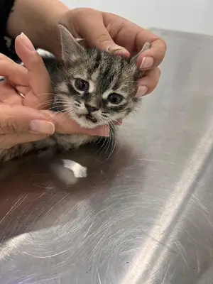 Bambi Veteriner Kliniği Bahçelievler | İstanbul Bahçelievler Veteriner