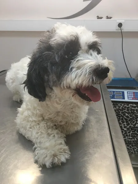 Asklepion Veteriner Kliniği foto 2
