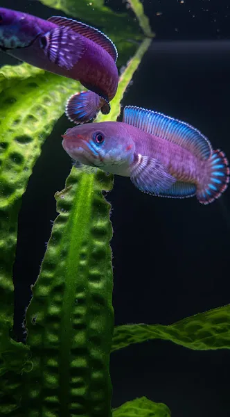 Yıldız Petshop foto 2