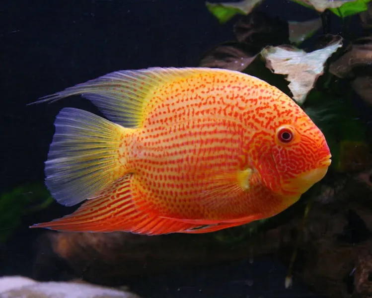 Aleyna Akvaryum Petshop Sincan foto 1