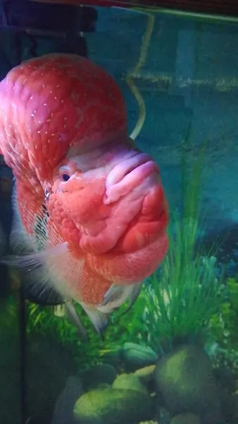 Aleyna Akvaryum Petshop Sincan foto 2