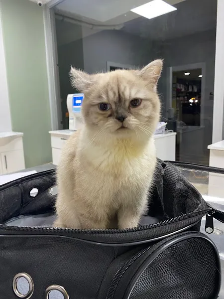 Boncuk veteriner kliniği foto 2