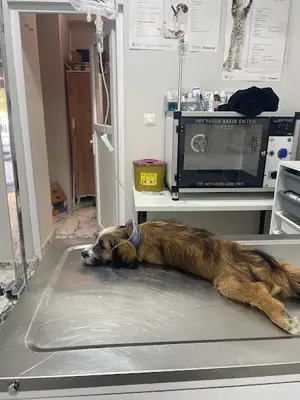 Halikarnas Veteriner Kliniği - Söke Veteriner 7/24