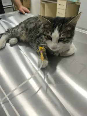 Yenişehir veteriner kliniği