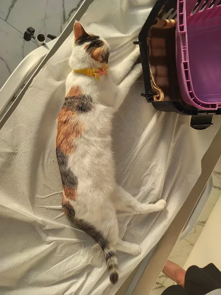 Tire Robin Veteriner Kliniği foto 1