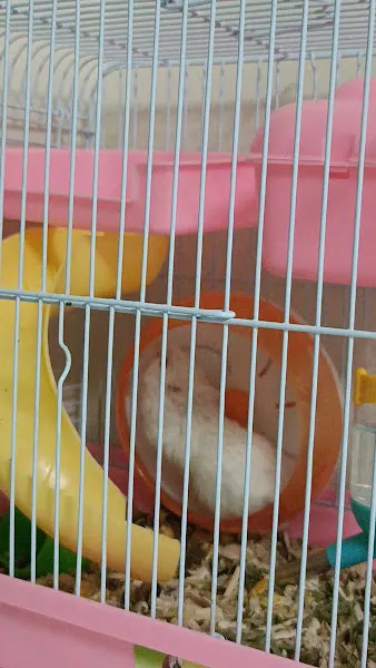 Ceren Petshop foto 2