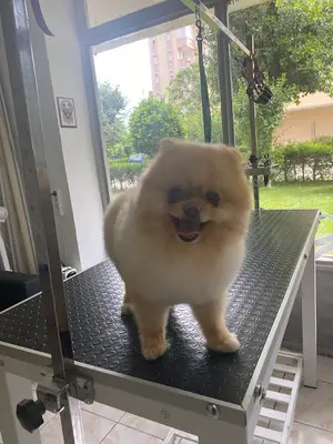 ŞIK PATİ KUAFÖRÜ VE PETSHOP