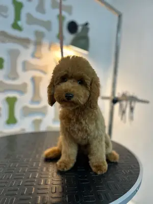 Pet Craft Grooming