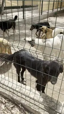 Fethiye Belediyesi Hayvan Bakımevi