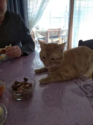 Keçiören Veteriner, Lions Veteriner