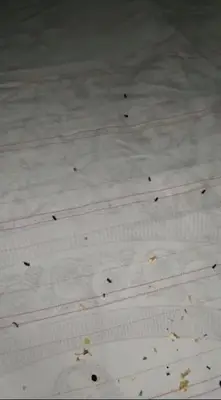 Yildiz Petshop (Mehmet Emin Yıldız)