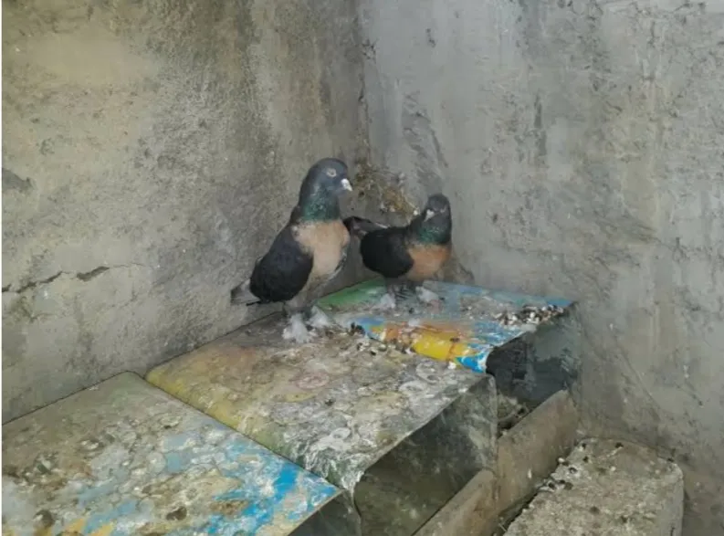 Gaziantep Güvercin Pazarı foto 1