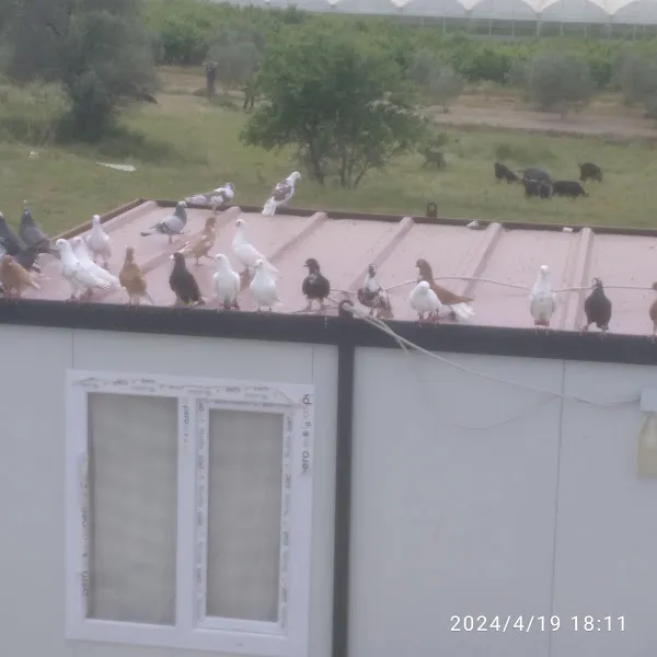 Gaziantep Güvercin Pazarı foto 2