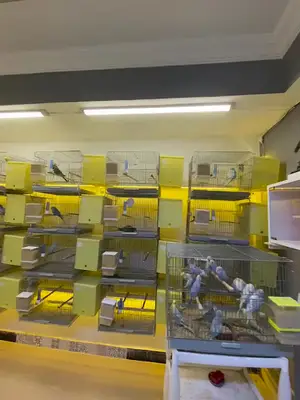 Muhabbet kuşu üreticisi