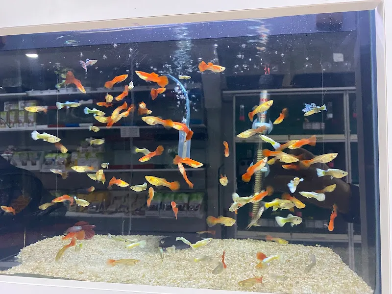 Paşabahçe Pet Shop foto 2