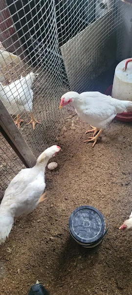 Çatalca hobi hayvancılık foto 2