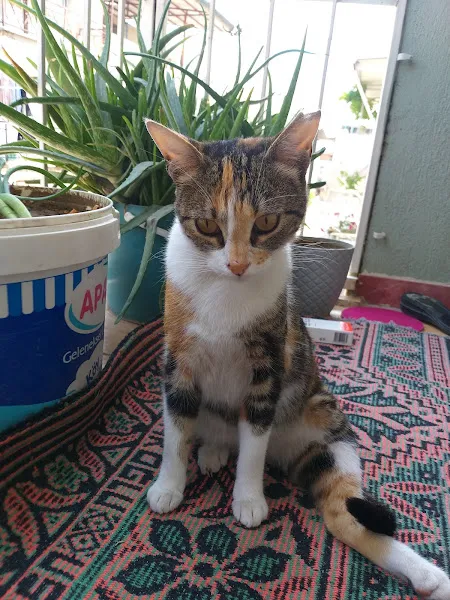 Bornova Belediyesi Veteriner İşleri Müdürlüğü foto 2